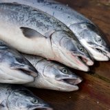 Kein Tierschutz für „Waldlachs“