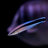 Der Putzerfisch weiß, wer er ist
