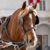 Fiakerprozess am Landesverwaltungsgericht: Vertrag der Stadt Salzburg rechtswidrig?