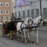 Anarchie in Salzburg: Fiaker fahren trotz Einstweiliger Verfügung des Gerichts gegen Fiakervertrag