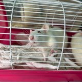 Tiertransport mit Sinn: VGT übernimmt Teilstrecke für Labortiere