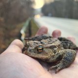 Tierschützer:innen retten geschützte Arten im Wienerwald