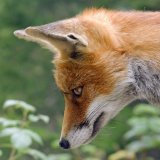 VGT-Aktion zu „Wozu ein Volksbegehren für ein Bundesjagdgesetz?“