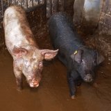 Schreckliche Zustände am „Bauernhof von nebenan“ im Waldviertel