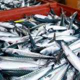 Meeresfisch von garantiert tierquälerischer Fischerei