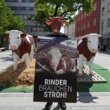 VGT zeigt Mastrinder-Vollspaltenboden in Fußgängerzone von Wr. Neustadt