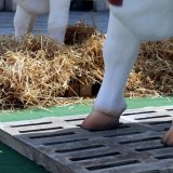 Einladung: Aktion zu Mastrindern auf Vollspaltenboden im Stadtzentrum Salzburg
