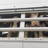 Kälber auf Langstrecken-Transport blutend und unterversorgt