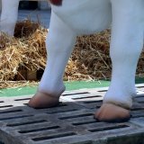 Einladung: morgen Mittwoch VGT-Aktion zu Mastrinder Vollspaltenboden in Bregenz