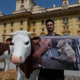 VGT-Aktion in Eisenstadt: ca. 5.250 Mastrinder im Burgenland auf Vollspaltenboden