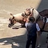 Schläge für Fiakerpferd am Residenzplatz   