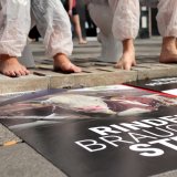 VGT-Aktion Vollspaltenboden: 415.000 Mastrinder müssen österreichweit am Klo leben