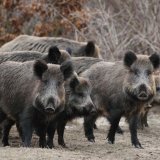 Jagdverbände machen sich mit Aufforderung an Duden lächerlich