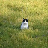 Weltkatzentag: Volksbegehren für ein Bundesjagdgesetz fordert Verbot des Katzenabschusses in Österreich
