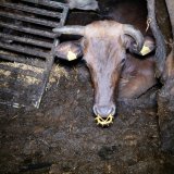 Rinder im Ländle schwer vernachlässigt
