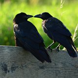 Tierquälerei in Fallen: Totales Politikversagen in Niederösterreich