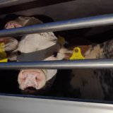 Einladung: Soli-Aktion für getötete Milchkälber