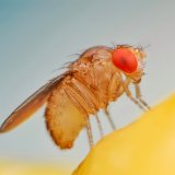 Fruchtfliegen: ungebetene Gäste sanft aus der Küche verbannen