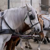 Fiaker in Salzburg - Bürgermeister bleibt Antworten schuldig 