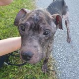 Update von den geretteten Hunden und Hühnern aus Ansfelden