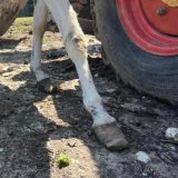 Verdrecktes Wasser, fehlende Pflege: VGT zeigt miserable Tierhaltung an