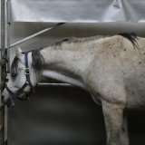 Offener Brief wegen Zirkus Safari