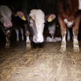 VGT: Obmann Bezirksbauernkammer Leibnitz Mitschuld an Mastrinder Vollspalten Misere