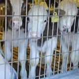 Milchkalb Toni in Italien getötet 