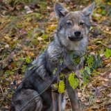 Kärnten: Landesrat Gruber für bereits 7. illegalen Wolfsabschuss verantwortlich