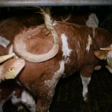Vollspaltenboden Mastrinder: Studie zeigt bis zu 70 % Schwanzspitzenverletzungen
