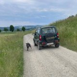Anzeige: Hund neben fahrendem Auto mitgezerrt