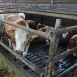 Mastrinder auf Vollspaltenboden: eine Käfighaltung für Stiere