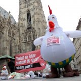 VGT Aktion: Masthuhn-Qualzucht stoppen!
