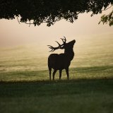Einladung: Morgen findet alternative Hubertus-Tag Wildtier-Gedenkfeier in Wien statt