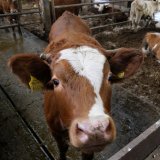 Vollspaltenboden Mastrinder: Betrieb Hütthaler zeigt Alternative Mehrflächenbucht