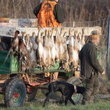 Treibjagd-Massaker mit Bleischrot an Hasen und Fasanen in Wien