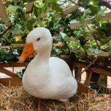 Erneut schlechte Tierschutz-Note für den Dornbirner Martinimarkt