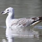 Möwe von Angelhaken durchbohrt