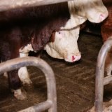 Aufgedeckt: verdreckte Ställe, verletztes Kalb, Vollspalten-Qual