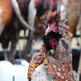 Fasan-, Rebhuhn und Hasenmassaker im Burgenland: Bundesjagdgesetz muss her!