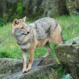 Der Goldschakal unter Beschuss
