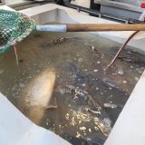 Vorweihnachtliche Karpfenquälerei