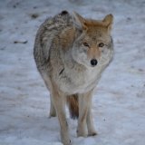 Scharfe VGT-Kritik an Ankündigung der EU, den Schutzstatus des Wolfs zu senken