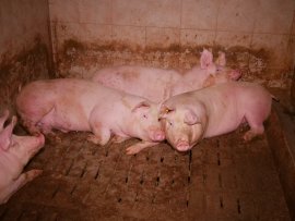 Schweine auf Vollspaltenboden