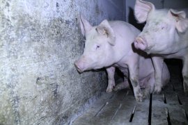 Schweine auf Vollspaltenboden