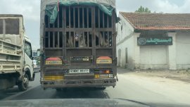 Tiertransport