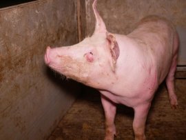 Schwein auf Vollspaltenboden 