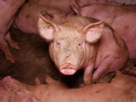 Schweine auf Vollspaltenboden