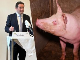 Totschnig und Schwein
