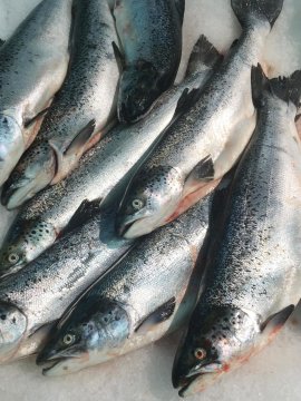 Lachs